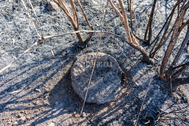 Барабан колонны.png Барабан колонны.png